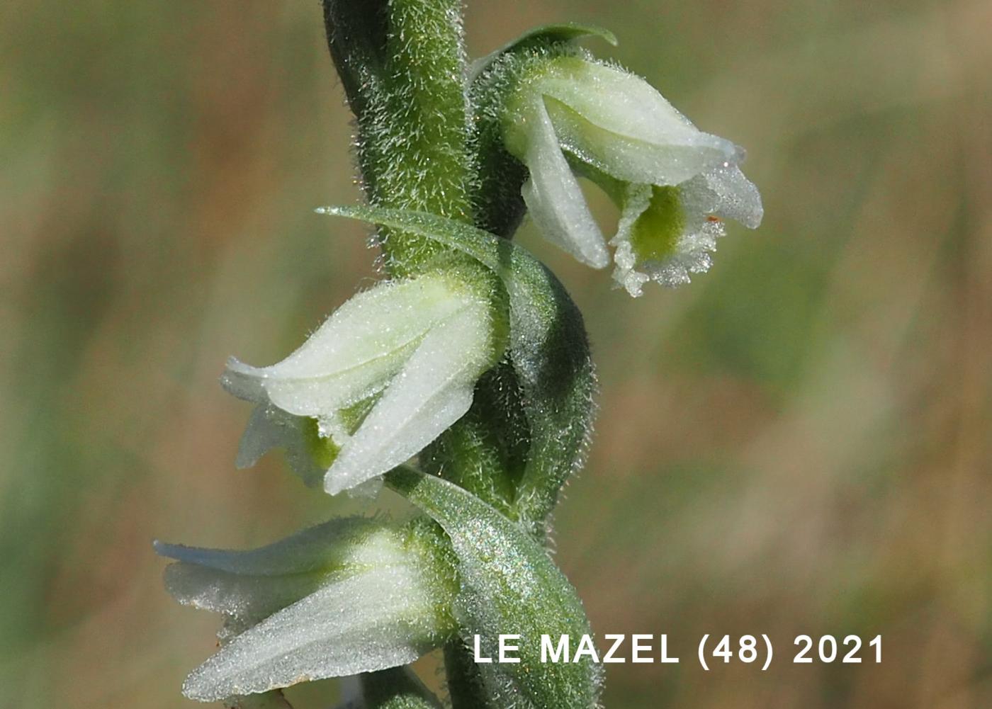 Lady's Tresses, Autumn flower